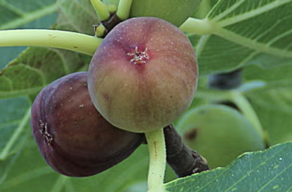 Lush fig tree leaves