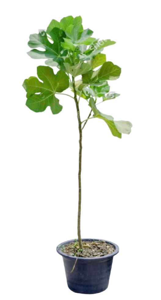 Panachee (Tiger Fig)