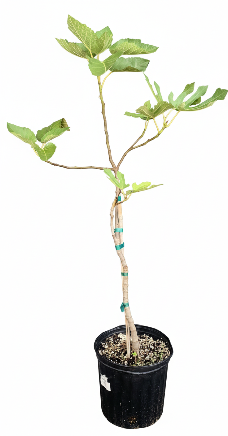 Violette de Bordeaux